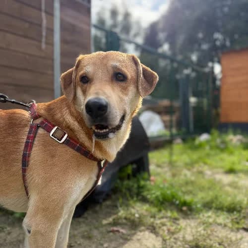Atos, male puppy Mixed Breed for adoption at Fundacja Puszatek, Warszawa