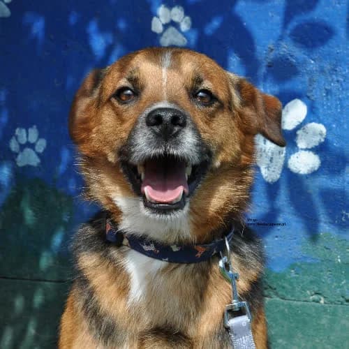 Diego, male senior Mixed Breed for adoption at Fundacja Puszatek, Warszawa