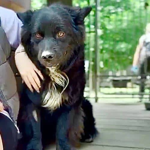 Antek, male 3yo Mixed Breed for adoption at Fundacja Puszatek, Warszawa
