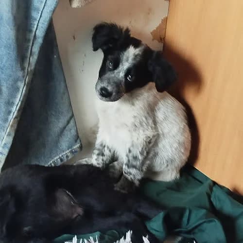 Leos, male young Mixed Breed for adoption at Fundacja Puszatek, Warszawa