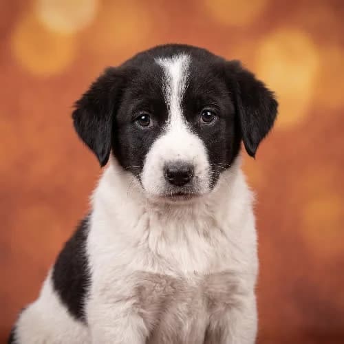 ERNEST, male young Mixed Breed for adoption at Fundacja Puszatek, Warszawa