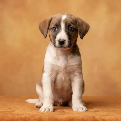 EUKALIPTUS, male young Mixed Breed for adoption at Fundacja Puszatek, Warszawa