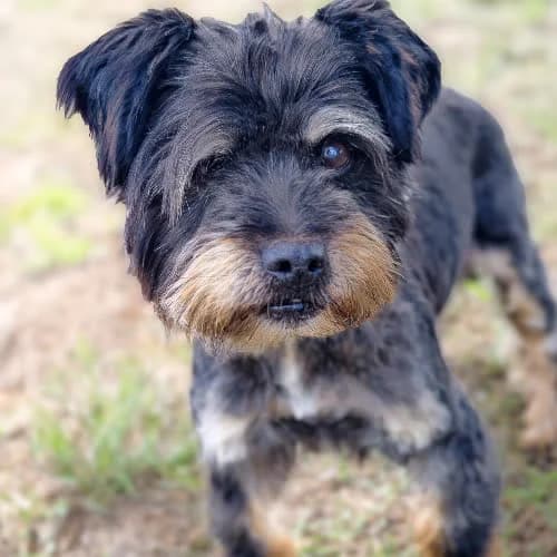 Flint, male senior Mixed Breed for adoption at Fundacja Puszatek, Warszawa