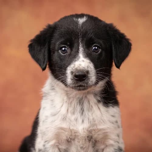 ELFIK, male young Mixed Breed for adoption at Fundacja Puszatek, Warszawa