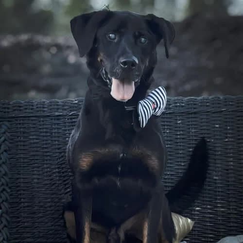 Merlin, male puppy Mixed Breed for adoption at Fundacja Puszatek, Warszawa