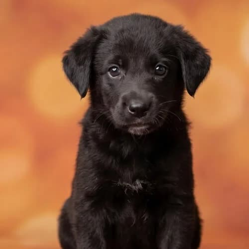 ELKA, female young Mixed Breed for adoption at Fundacja Puszatek, Warszawa