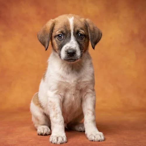 ESTEL, male young Mixed Breed for adoption at Fundacja Puszatek, Warszawa