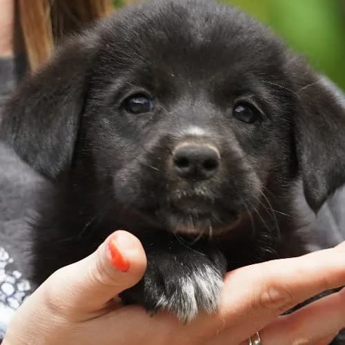 ESKIMOS, female young Mixed Breed for adoption at Fundacja Puszatek, Warszawa