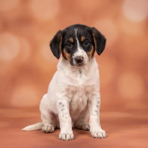EDEK, male young Mixed Breed for adoption at Fundacja Puszatek, Warszawa