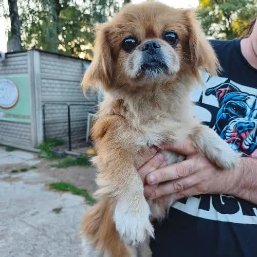 Sunia pekińczyk, female puppy Mixed Breed for adoption at Fundacja Puszatek, Warszawa