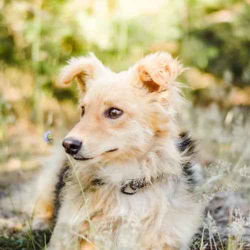 Fox, male puppy Mixed Breed for adoption at Fundacja Puszatek, Warszawa