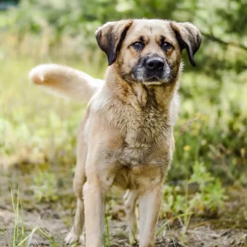 Odyn, male puppy Mixed Breed for adoption at Fundacja Puszatek, Warszawa