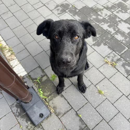 Czempion, male senior Mixed Breed for adoption at Fundacja Puszatek, Warszawa