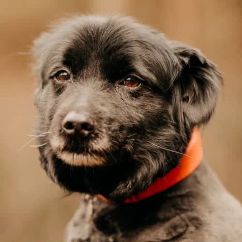 Jędruś, male puppy Mixed Breed for adoption at Fundacja Puszatek, Warszawa