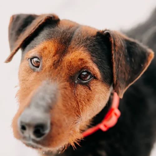 Mixer, male puppy Mixed Breed for adoption at Fundacja Puszatek, Warszawa
