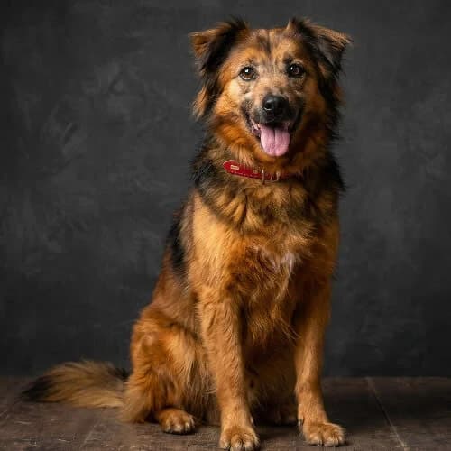 GUCIO, male puppy Mixed Breed for adoption at Fundacja Puszatek, Warszawa