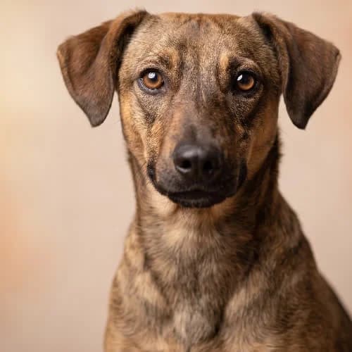 NIUNIUŚ, male senior Mixed Breed for adoption at Fundacja Puszatek, Warszawa