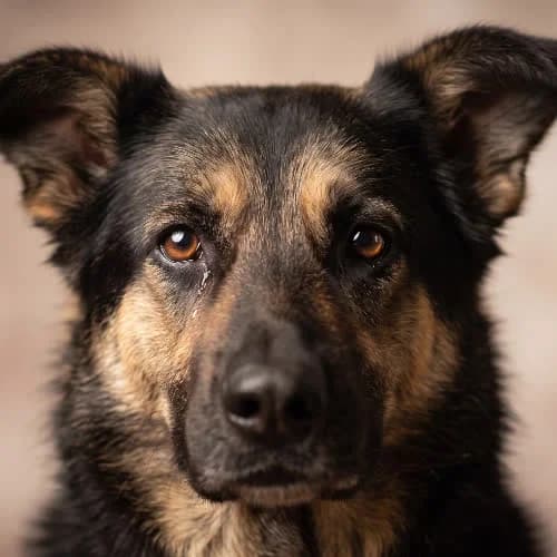 LIMKA, female young Mixed Breed for adoption at Fundacja Puszatek, Warszawa