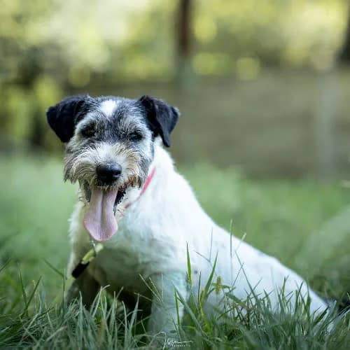 BOBIK, male puppy Mixed Breed for adoption at Fundacja Puszatek, Warszawa