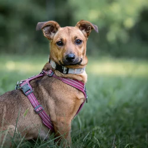 ROZALKA, female puppy Mixed Breed for adoption at Fundacja Puszatek, Warszawa