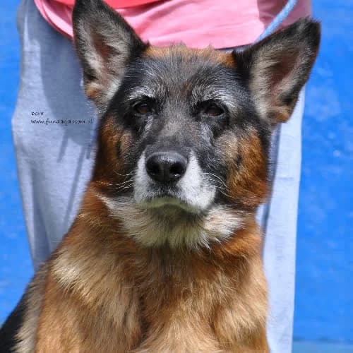 Dora, female puppy Mixed Breed for adoption at Fundacja Puszatek, Warszawa