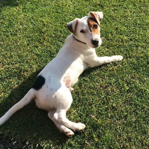 Jack Russell Terri, male 5yo Mixed Breed for adoption at Fundacja Puszatek, Warszawa