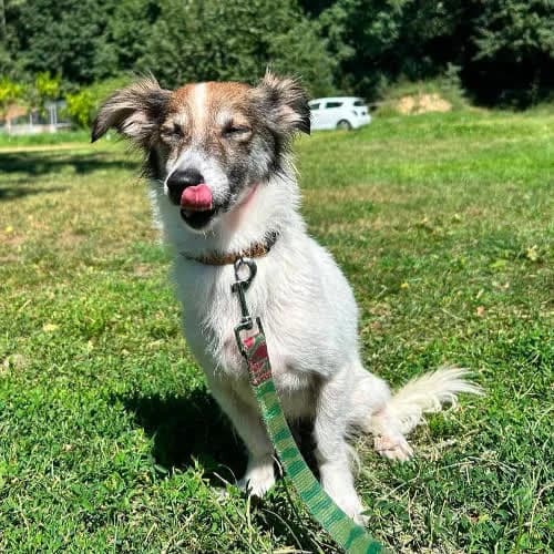 Fiona Papilon mix, female puppy Mixed Breed for adoption at Fundacja Puszatek, Warszawa