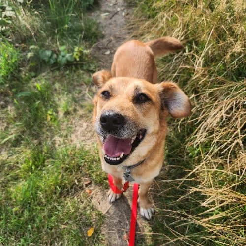 Luna, female puppy Mixed Breed for adoption at Fundacja Puszatek, Warszawa