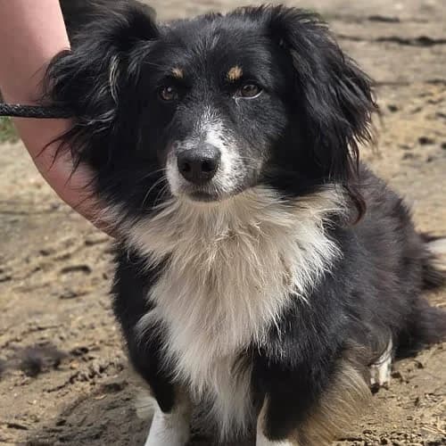 Kolos, male young Mixed Breed for adoption at Fundacja Puszatek, Warszawa