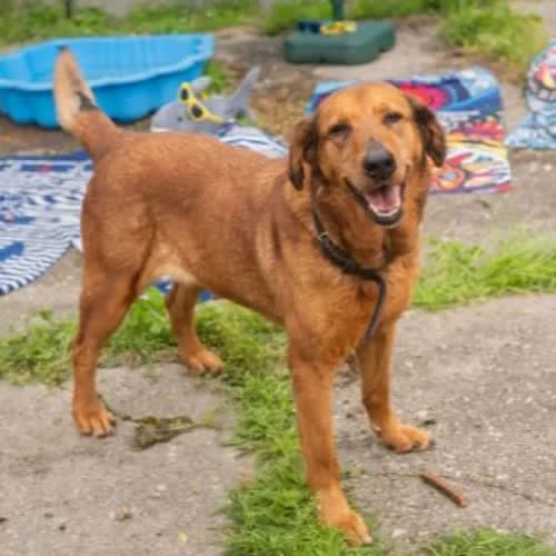 Hexa, female puppy Mixed Breed for adoption at Fundacja Puszatek, Warszawa