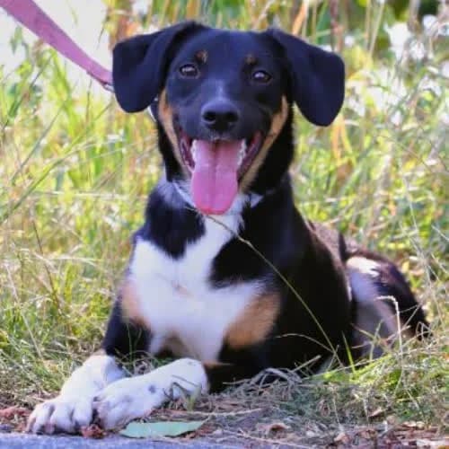 Nemo, male puppy Mixed Breed for adoption at Fundacja Puszatek, Warszawa