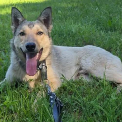 Wicher, male puppy Mixed Breed for adoption at Fundacja Puszatek, Warszawa