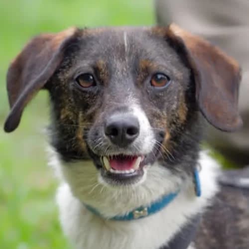 Lupo, male puppy Mixed Breed for adoption at Fundacja Puszatek, Warszawa