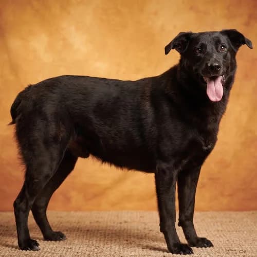 JACUΕ, male 5yo Mixed Breed for adoption at Fundacja Puszatek, Warszawa