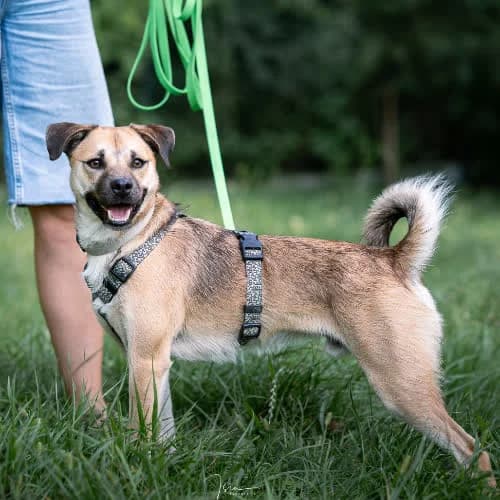 JOKER, male puppy Mixed Breed for adoption at Fundacja Puszatek, Warszawa