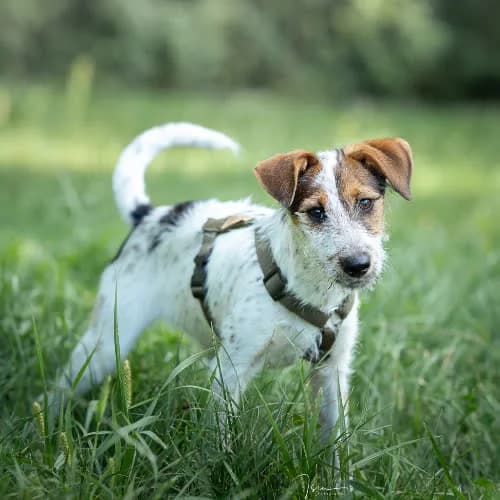 TOSIA, female puppy Mixed Breed for adoption at Fundacja Puszatek, Warszawa