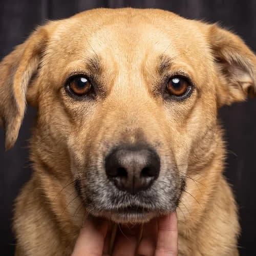 LENKA, female puppy Mixed Breed for adoption at Fundacja Puszatek, Warszawa
