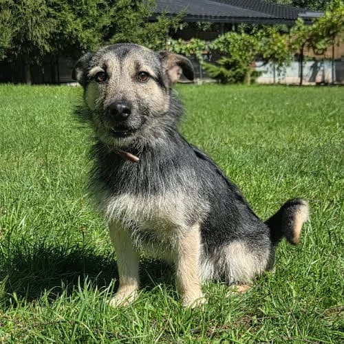 PikuΕ, male puppy Mixed Breed for adoption at Fundacja Puszatek, Warszawa