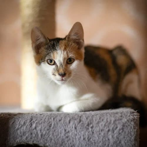 Morelka, female 5yo Mixed Breed for adoption at Fundacja Puszatek, Warszawa