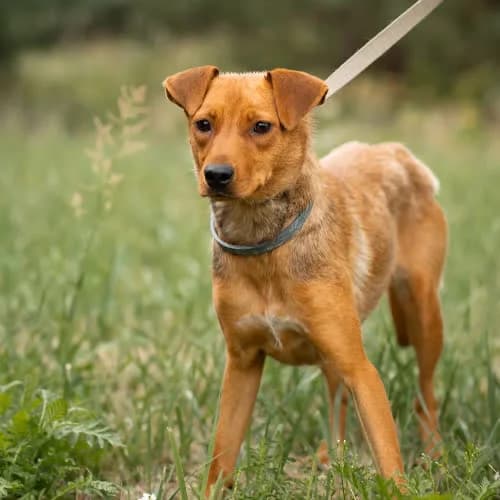 Basia, female puppy Mixed Breed for adoption at Fundacja Puszatek, Warszawa