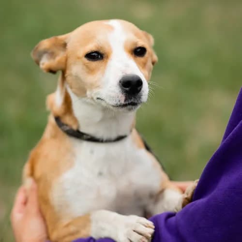 Bagietka, female puppy Mixed Breed for adoption at Fundacja Puszatek, Warszawa