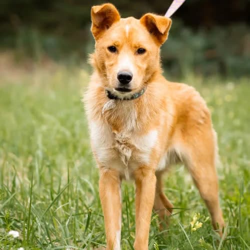 Rogal, male puppy Mixed Breed for adoption at Fundacja Puszatek, Warszawa
