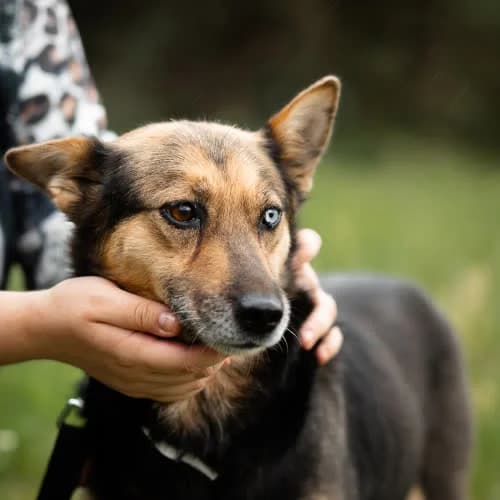 Loka, female puppy Mixed Breed for adoption at Fundacja Puszatek, Warszawa