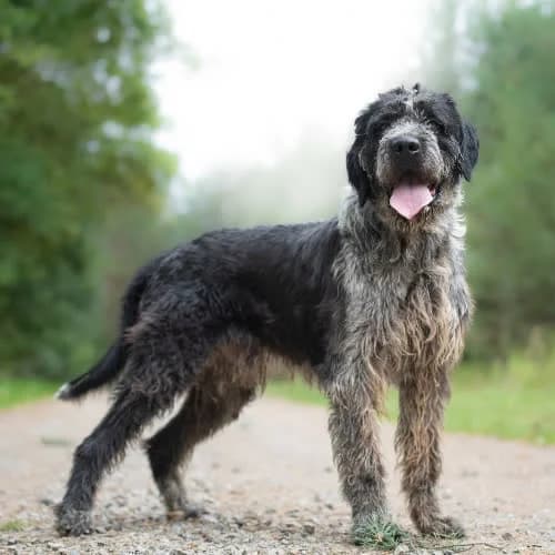 wychowany GEPPY, male puppy Mixed Breed for adoption at Fundacja Puszatek, Warszawa