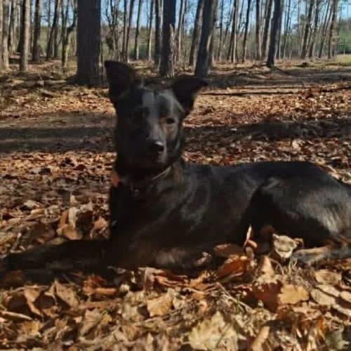 Happy, male young Mixed Breed for adoption at Fundacja Puszatek, Warszawa