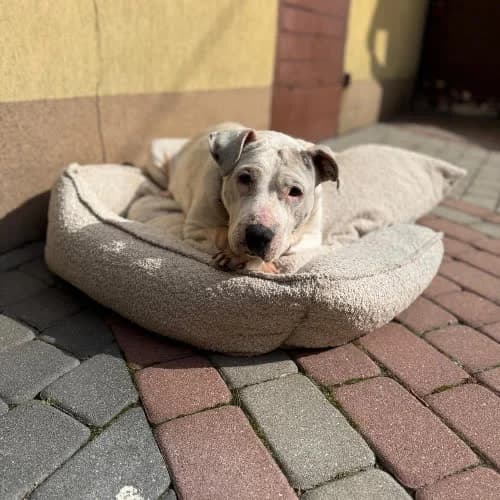 Alba, female puppy Mixed Breed for adoption at Fundacja Puszatek, Warszawa