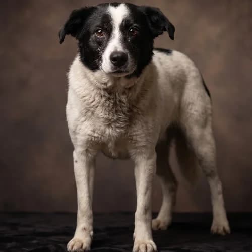 NADMIR, male 5yo Mixed Breed for adoption at Fundacja Puszatek, Warszawa