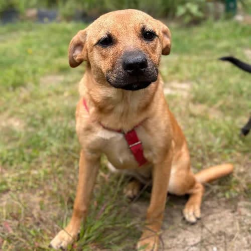 Rudzia, female senior Mixed Breed for adoption at Fundacja Puszatek, Warszawa