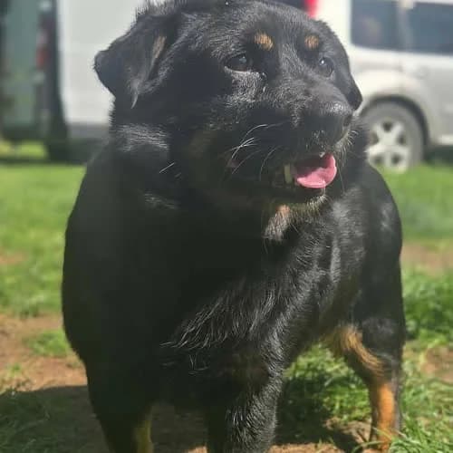 Chorizo, male puppy Mixed Breed for adoption at Fundacja Puszatek, Warszawa