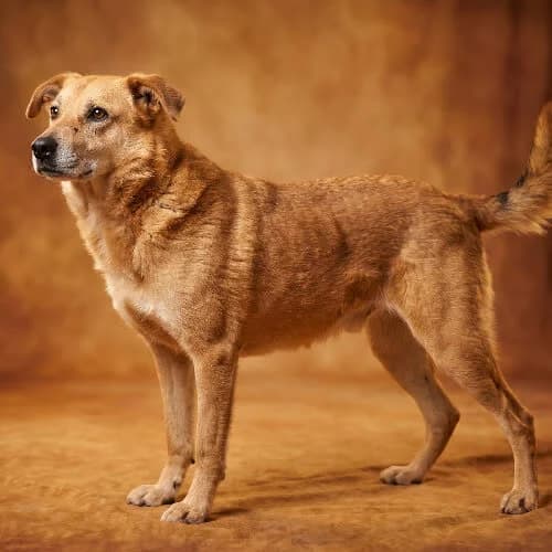PRECEL, male puppy Mixed Breed for adoption at Fundacja Puszatek, Warszawa
